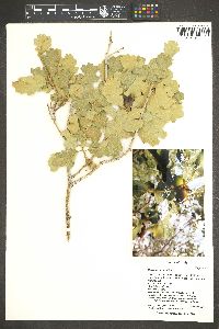 Quercus havardii image