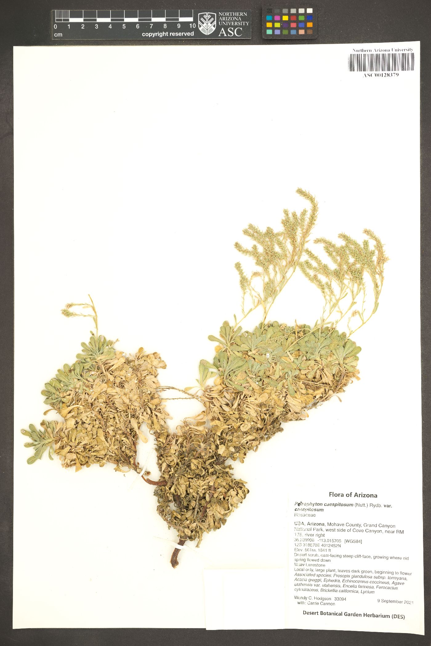 Petrophyton caespitosum var. caespitosum image