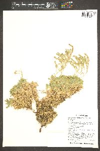 Petrophyton caespitosum var. caespitosum image