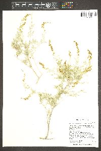 Ambrosia dumosa image