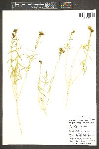 Chrysothamnus stylosus image