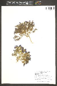 Phacelia demissa image