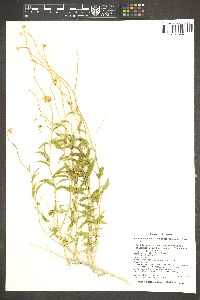 Encelia resinifera subsp. tenuifolia image