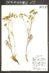 Crepis intermedia image