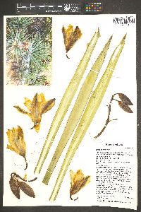 Yucca baccata image