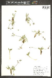 Lomatium nevadense var. nevadense image