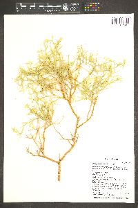 Rhinotropis acanthoclada image