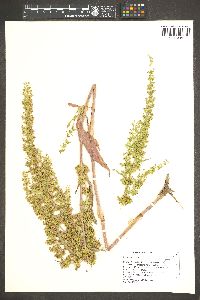 Rumex stenophyllus image