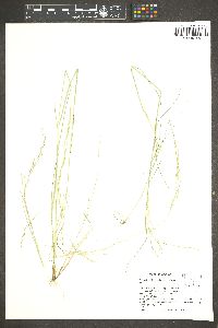 Puccinellia nuttalliana image