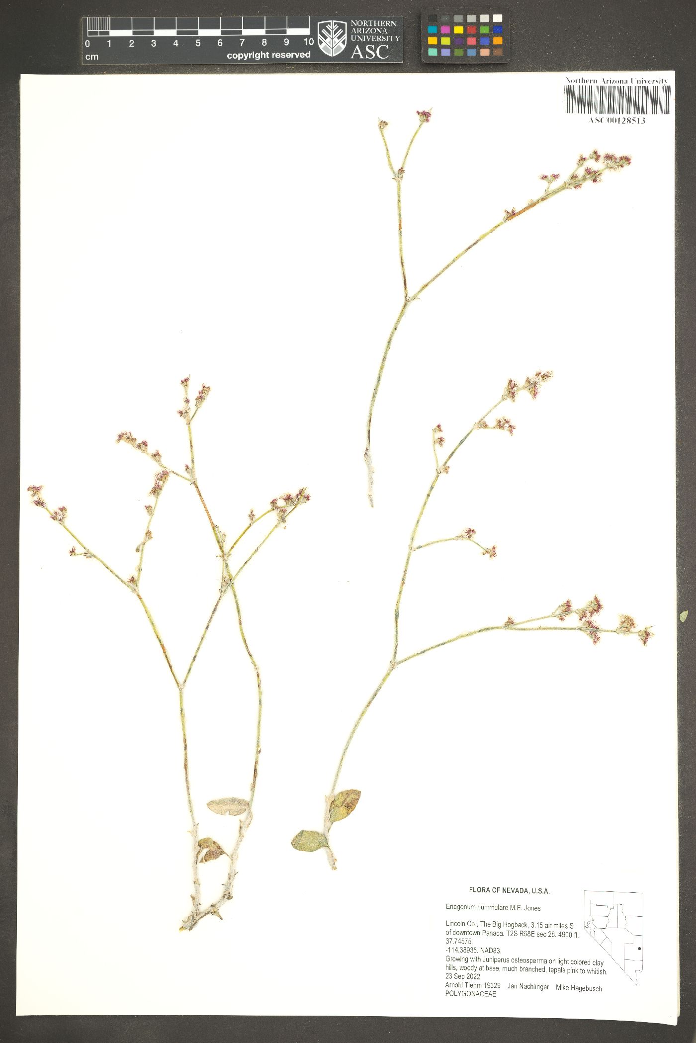 Eriogonum nummulare image