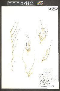 Muhlenbergia appressa image