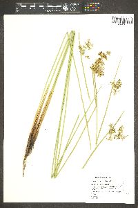 Juncus effusus var. solutus image