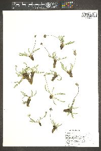 Cymopterus nivalis image