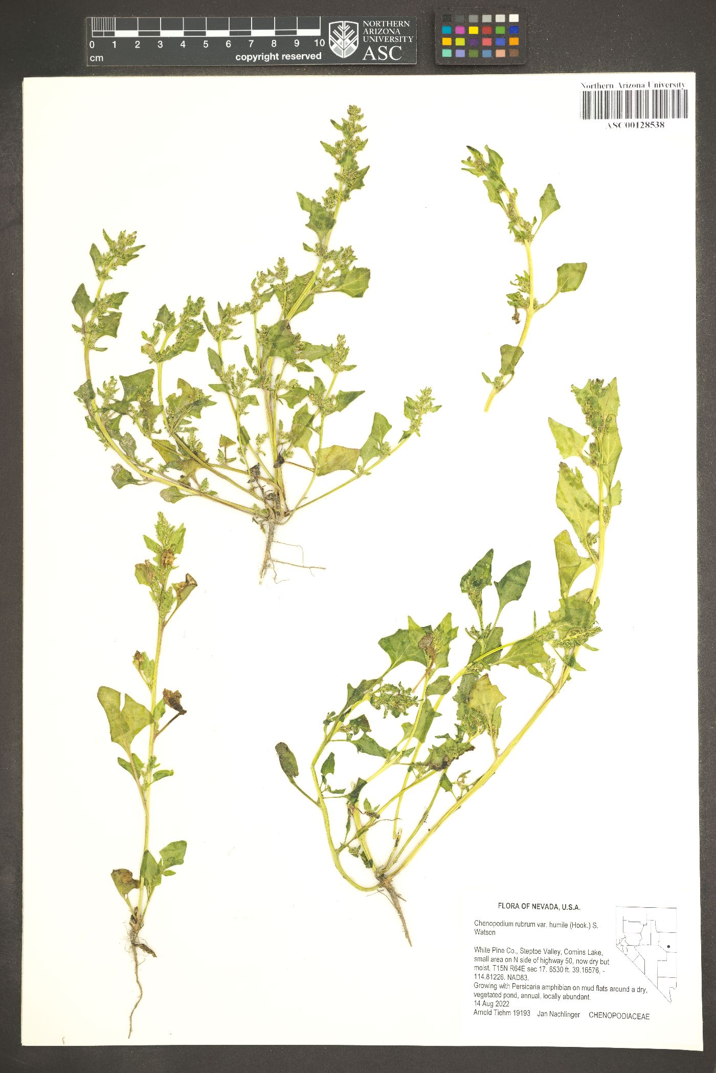 Oxybasis rubra var. humilis image