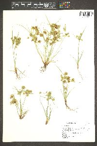 Cyperus squarrosus image