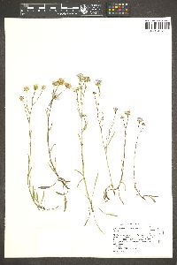 Symphyotrichum spathulatum image