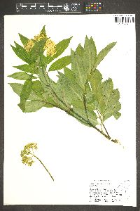 Sambucus racemosa var. melanocarpa image