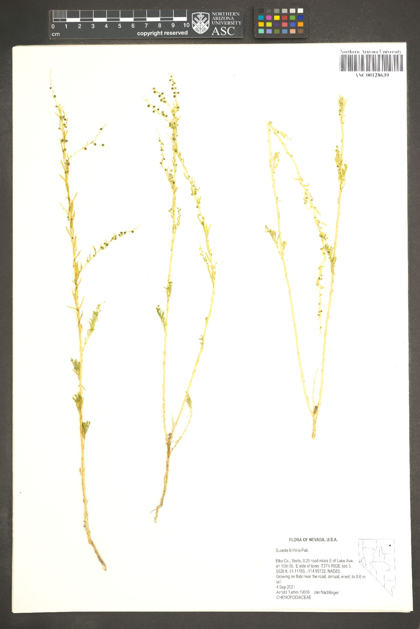Suaeda linifolia image