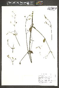 Boerhavia coccinea image