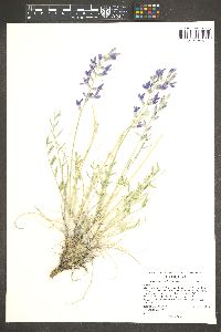 Oxytropis lambertii image