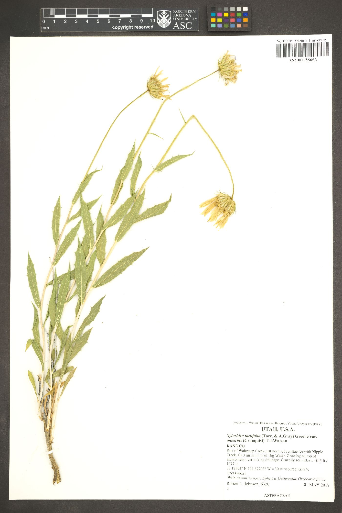 Xylorhiza tortifolia var. imberbis image