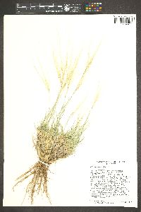 Scleropogon brevifolius image
