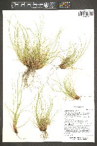 Carex pityophila image