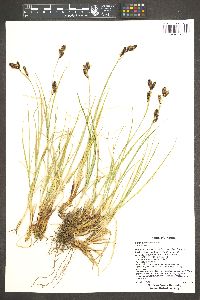 Carex chalciolepis image