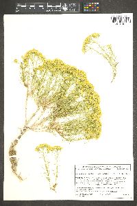 Chrysothamnus greenei image