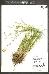 Carex echinata image