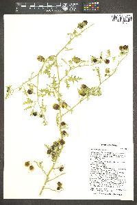 Solanum triflorum image