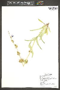 Penstemon fendleri image