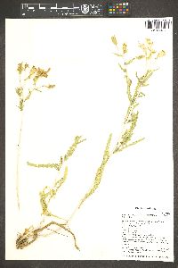 Mentzelia longiloba var. yavapaiensis image