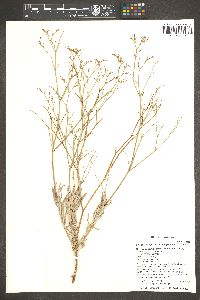 Eriogonum leptocladon image