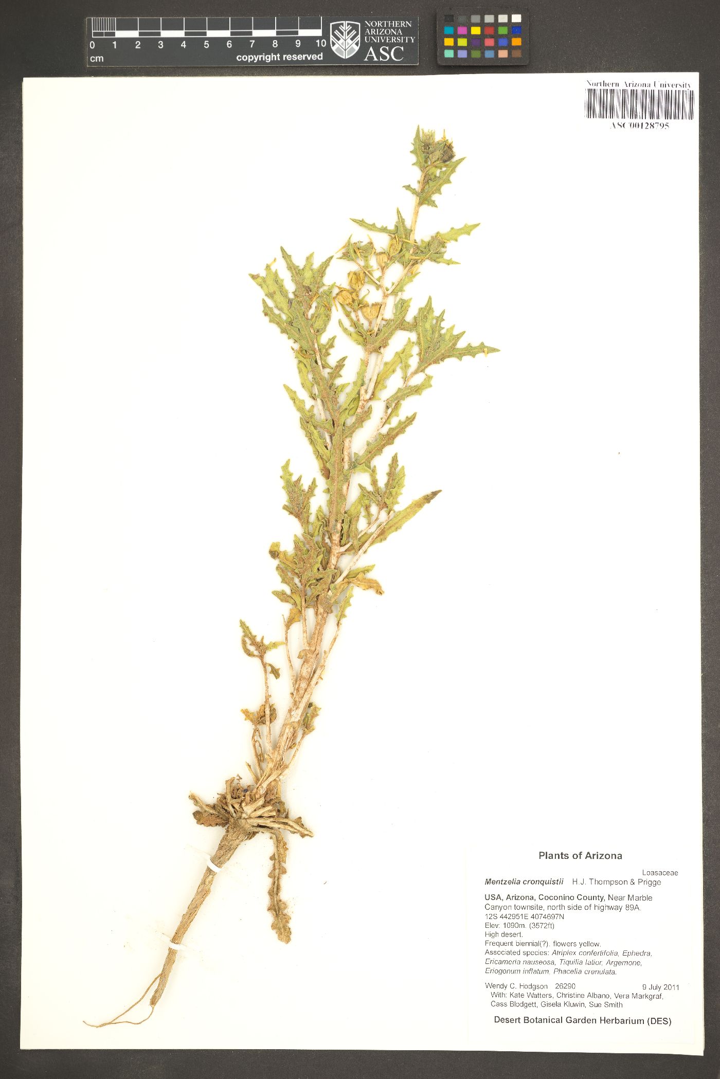 Mentzelia marginata var. cronquistii image