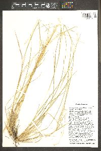 Schizachyrium scoparium var. scoparium image