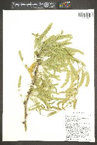 Prosopis velutina image