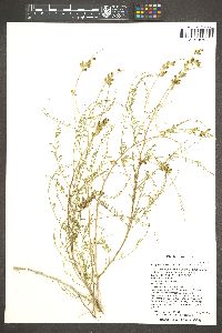 Parryella filifolia image