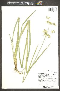 Juncus xiphioides image