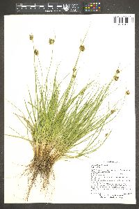 Carex athrostachya image