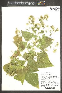 Brickellia floribunda image