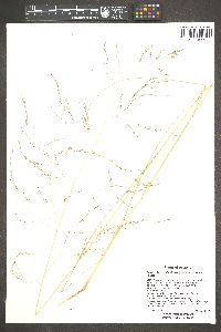 Eragrostis curvula image