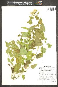 Ageratina herbacea image