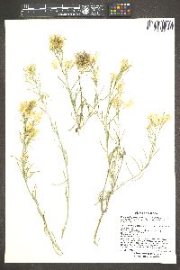 Ericameria parryi var. nevadensis image