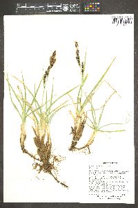 Carex nebrascensis image