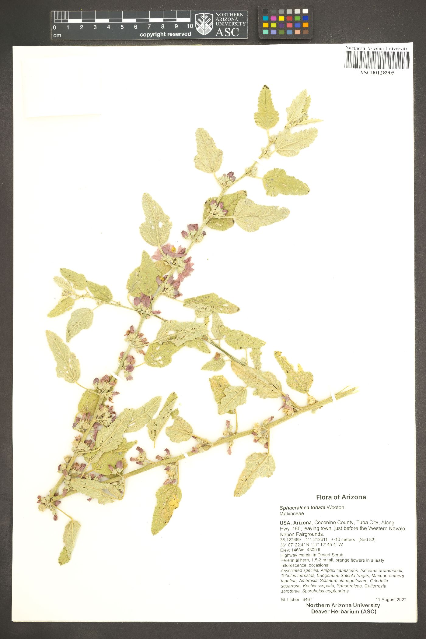 Sphaeralcea lobata image