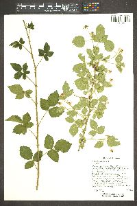 Rubus flagellaris image