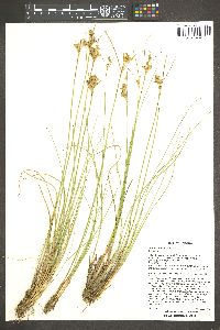 Juncus interior image