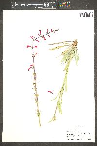 Penstemon utahensis image