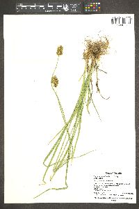 Carex straminiformis image